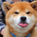 啦啦咯回家