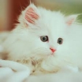 二不过你才二