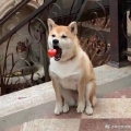 灵灵儿