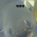 gxb。。。。。