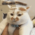 zoozumi