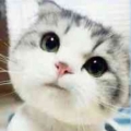 猫王