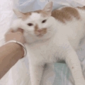 无聊的陈老大